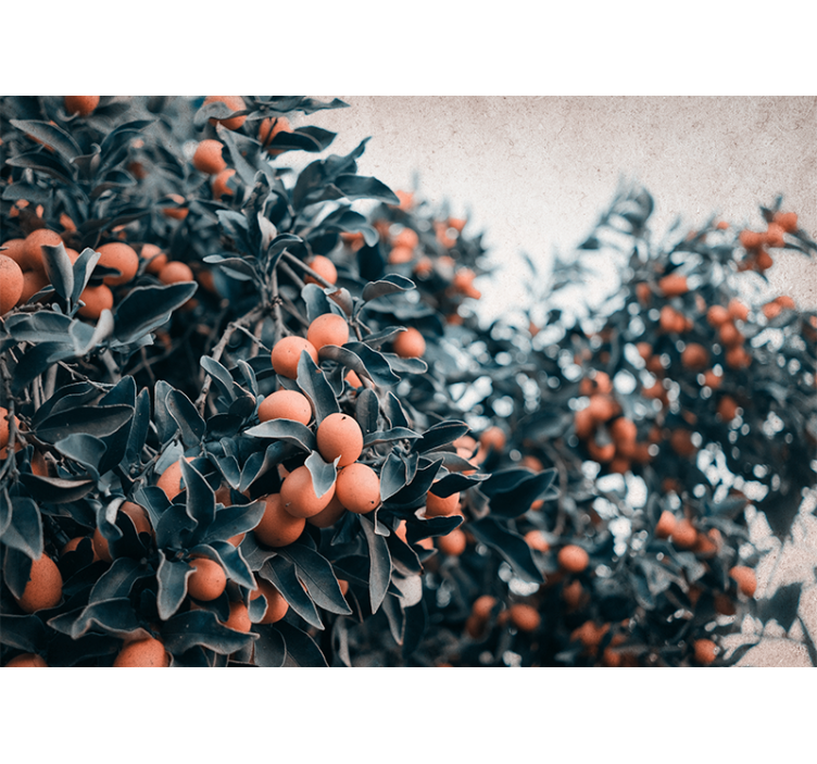 Fototapeta w kwiaty gałązka cytrusowa - TenStickers