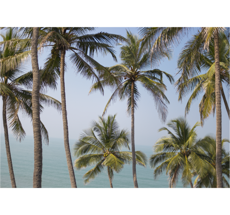 Fototapeta natura krajobraz palmowy - TenStickers