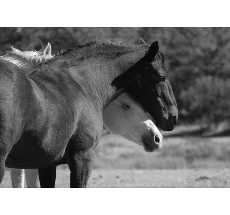 Fototapeta zwierzęta przyjaźń z koniem - TenStickers