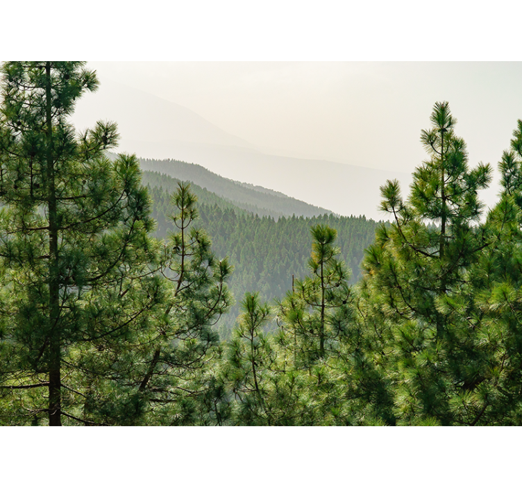 Fototapeta natura pejzaż bujnej zieleni - TenStickers