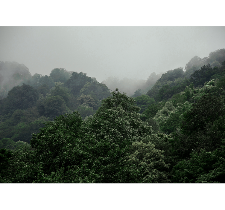 Fototapeta las mglisty krajobraz - TenStickers