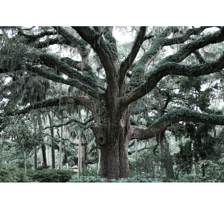 Fototapeta w drzewa majestatyczne gałęzie dębu - TenStickers