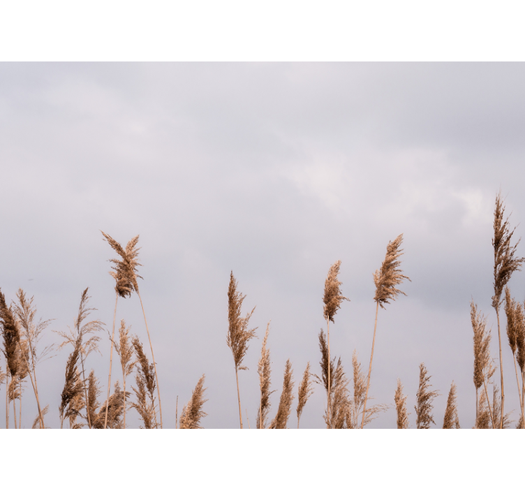 Fototapeta w drzewa siluety wysokiej trawy - TenStickers