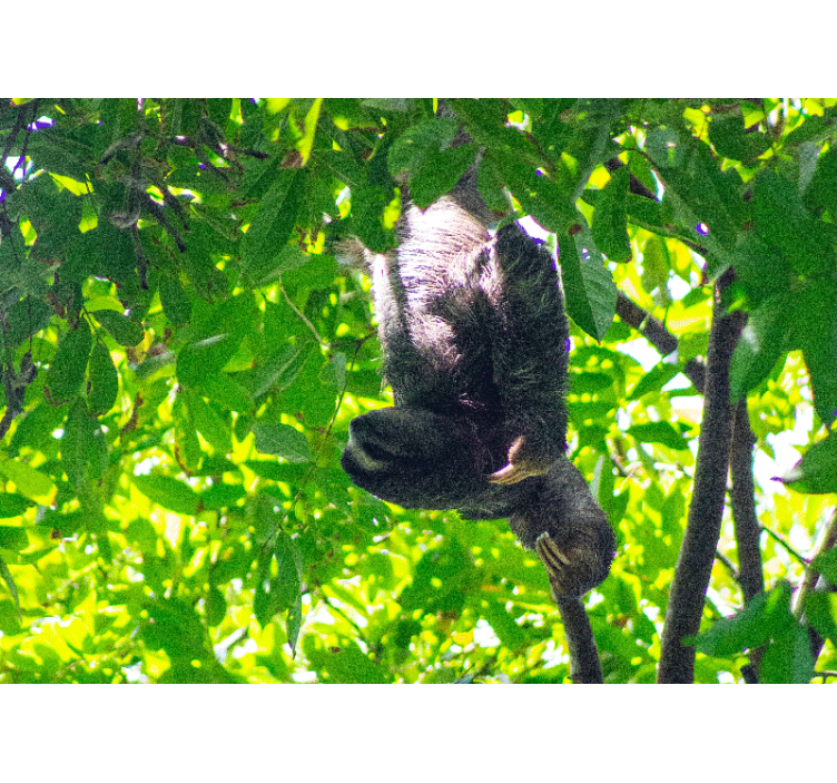 Fototapeta zwierzęta leniwiec na gałęzi - TenStickers