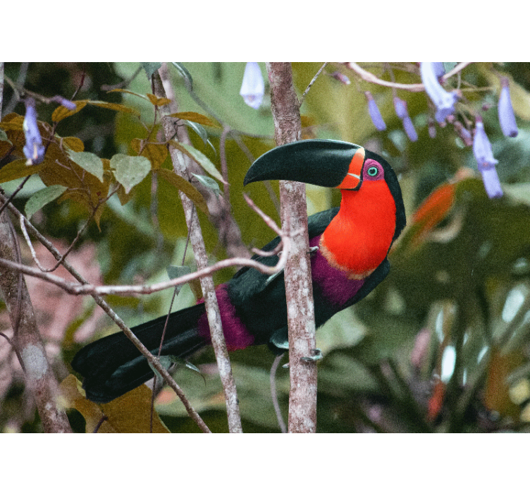 Fototapeta zwierzęta kolorowy tukan w wystawie - TenStickers
