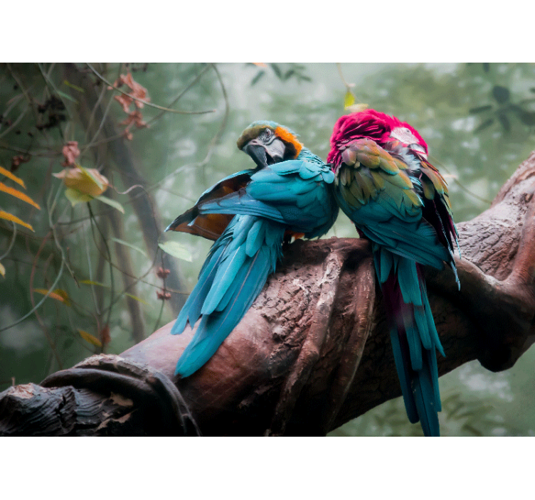 Fototapeta zwierzęta kolorowe papugi w objęciach - TenStickers