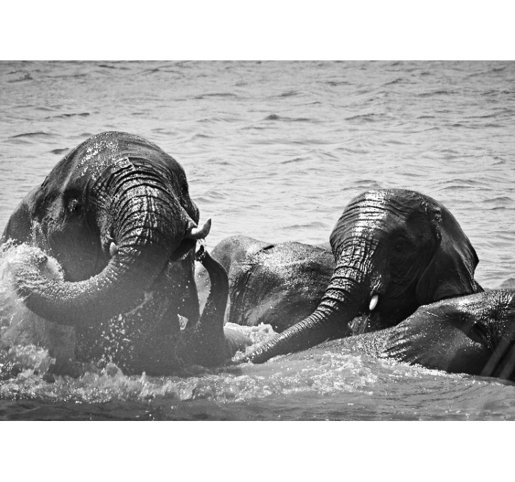 Fototapeta zwierzęta słonie w cieczy - TenStickers