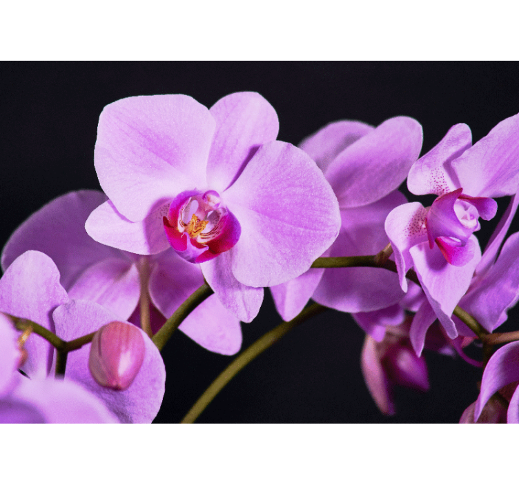 Fototapeta orchidea kwiaty orchidei w pełnym blasku - TenStickers