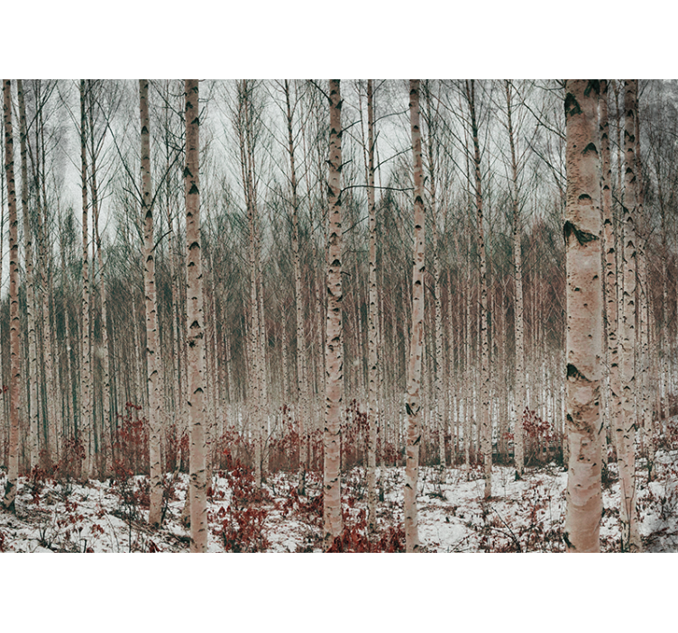 Fototapeta las z krajobrazem brzozowym - TenStickers