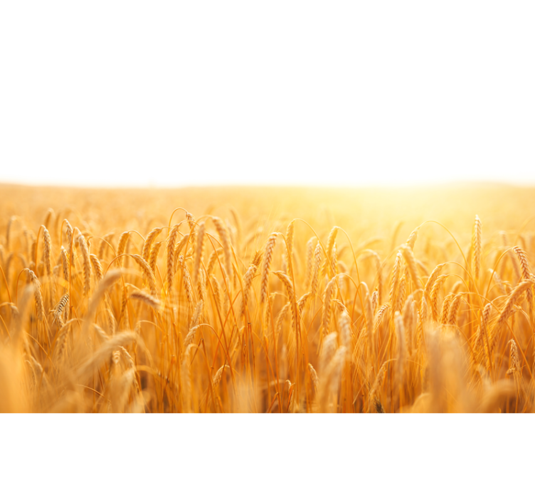 Fototapeta natura Łąka złotego ziarna - TenStickers