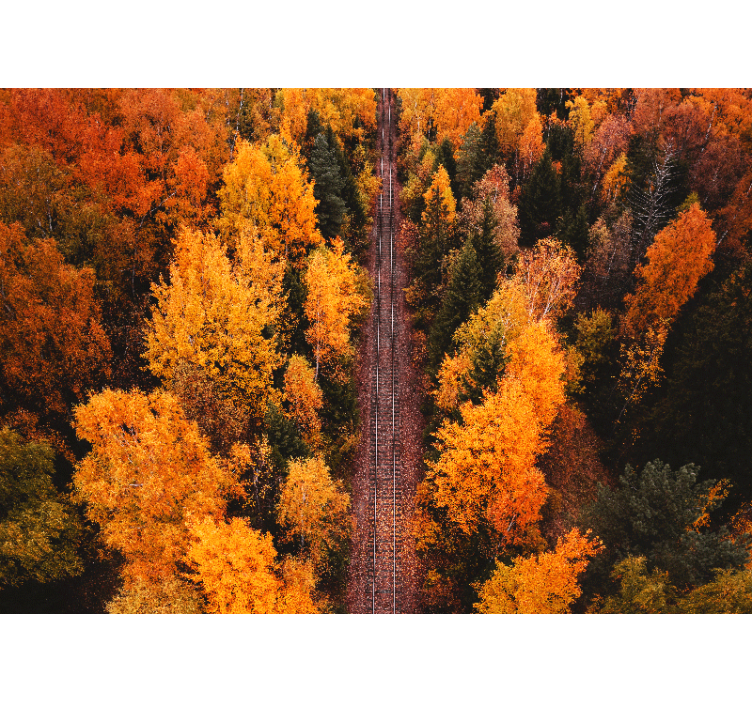 Fototapeta krajobraz leśna ścieżka jesienią - TenStickers