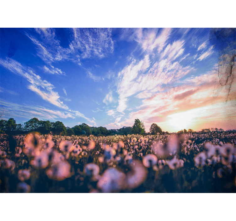 Fototapeta w kwiaty spokój na polu mniszka - TenStickers