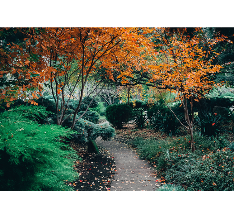 Fototapeta natura Ścieżka wśród drzew - TenStickers