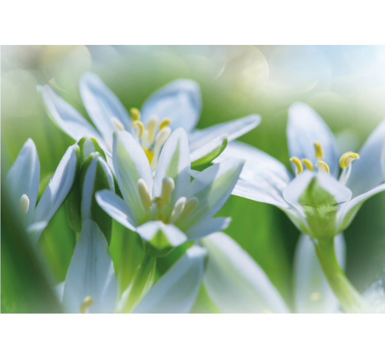 Fototapeta w kwiaty delikatne białe kwiaty - TenStickers