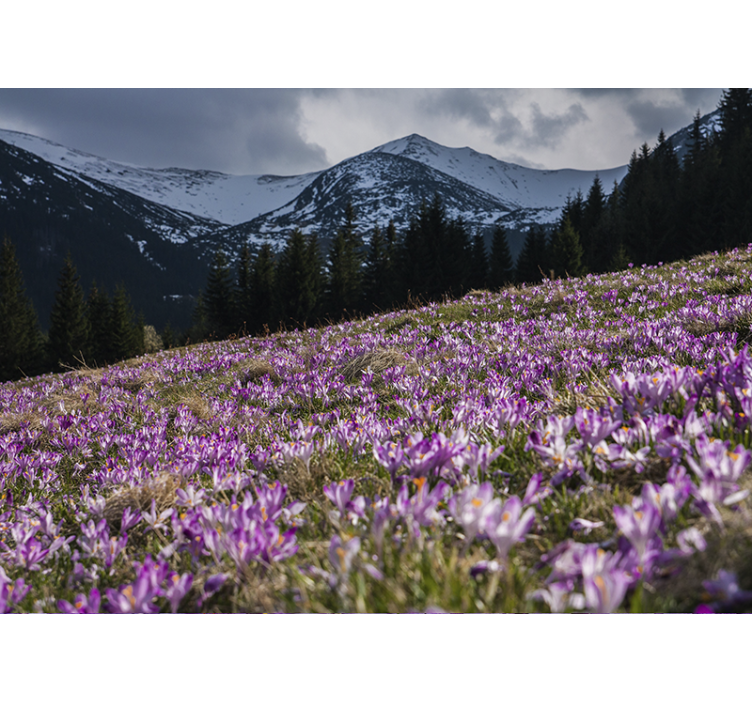 Fototapeta w kwiaty pole kwiatów krokusów - TenStickers