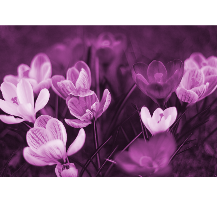 Fototapeta w maki delikatne kwiatowe motywy - TenStickers