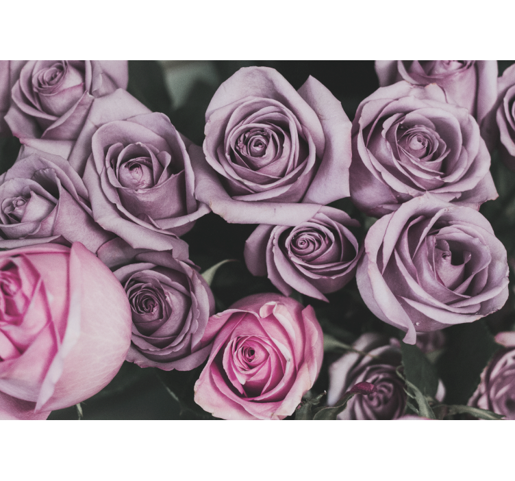 Fototapeta w kwiaty bukiet lawendowych róż - TenStickers