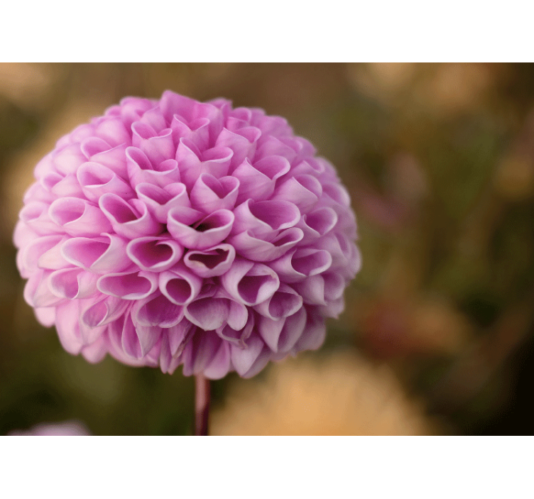 Fototapeta w kwiaty różowa kwiatowa sfera - TenStickers