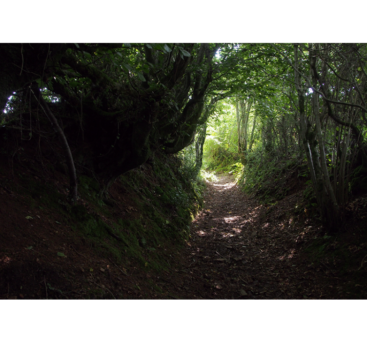 Fototapeta las Ścieżka w lesie - TenStickers