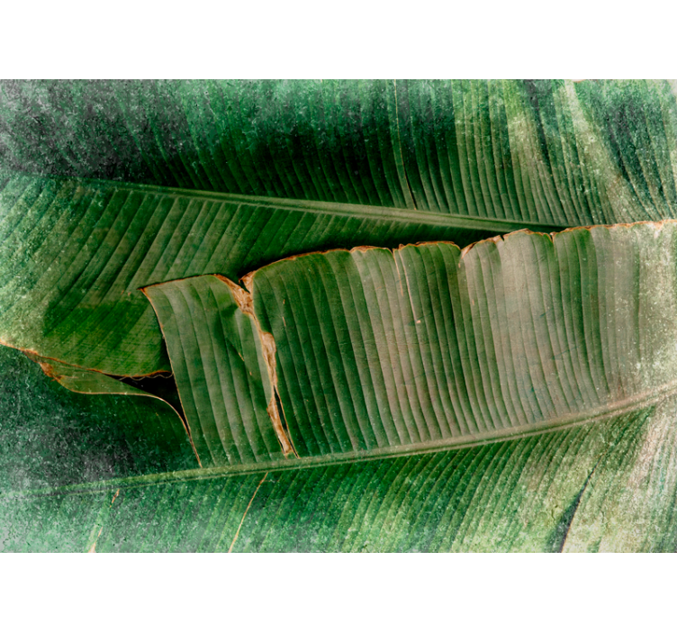 Fototapeta natura kolorowe liście w warstwach - TenStickers