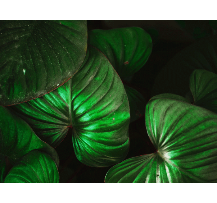 Tapetya natura Żywe zielone liście - TenStickers