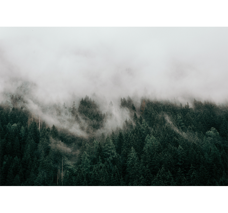 Fototapeta las w mglistym krajobrazie - TenStickers