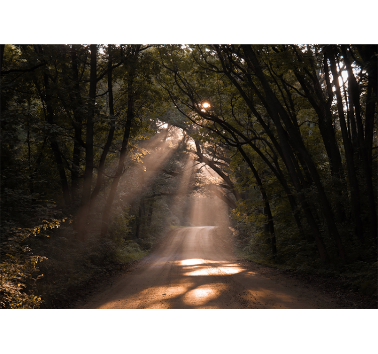 Tapetya natura Świetlista leśna Ścieżka - TenStickers