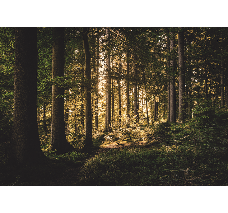 Fototapeta las Świetlista leśna Ścieżka - TenStickers