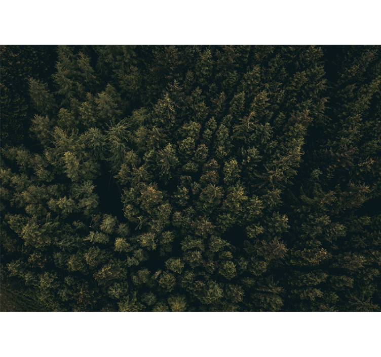 Fototapeta natura gęsty zielony daszek - TenStickers