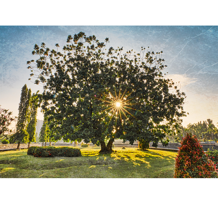 Fototapeta natura widok na słoneczne drzewo - TenStickers