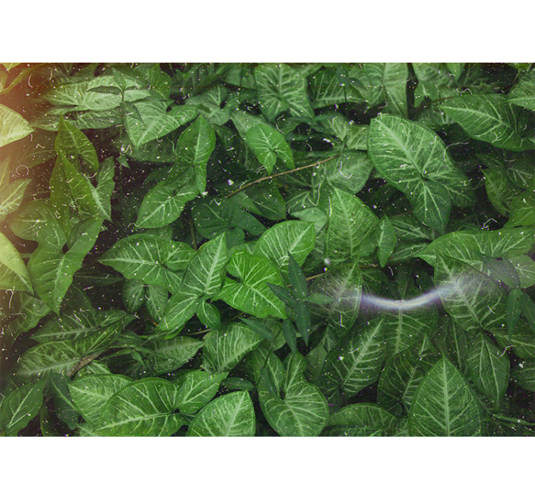 Fototapeta natura kompozycja Żywych liści - TenStickers