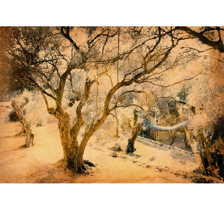 Fototapeta las z złotymi drzewami oliwnymi - TenStickers