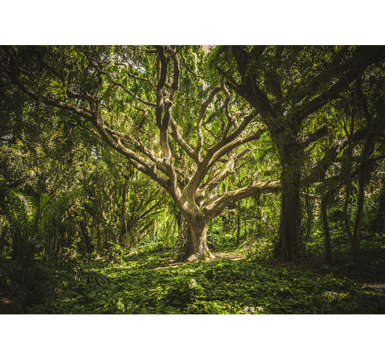 Fototapeta las korona majestatycznych drzew - TenStickers
