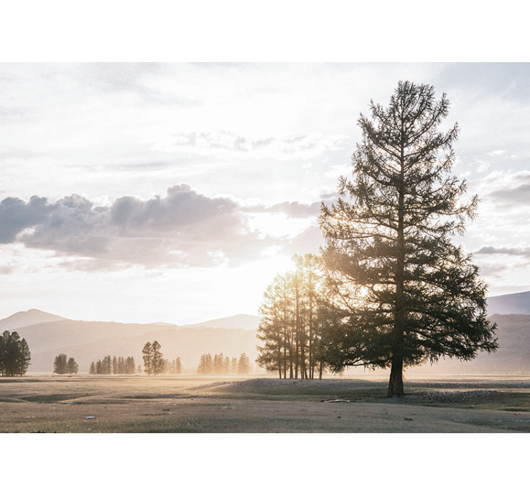 Fototapeta natura sylwetka spokojnej sosny - TenStickers