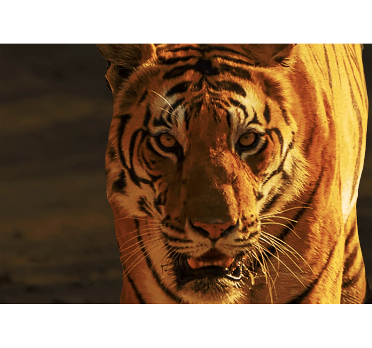 Tapeta lwy z królewskim spojrzeniem tygrysa - TenStickers