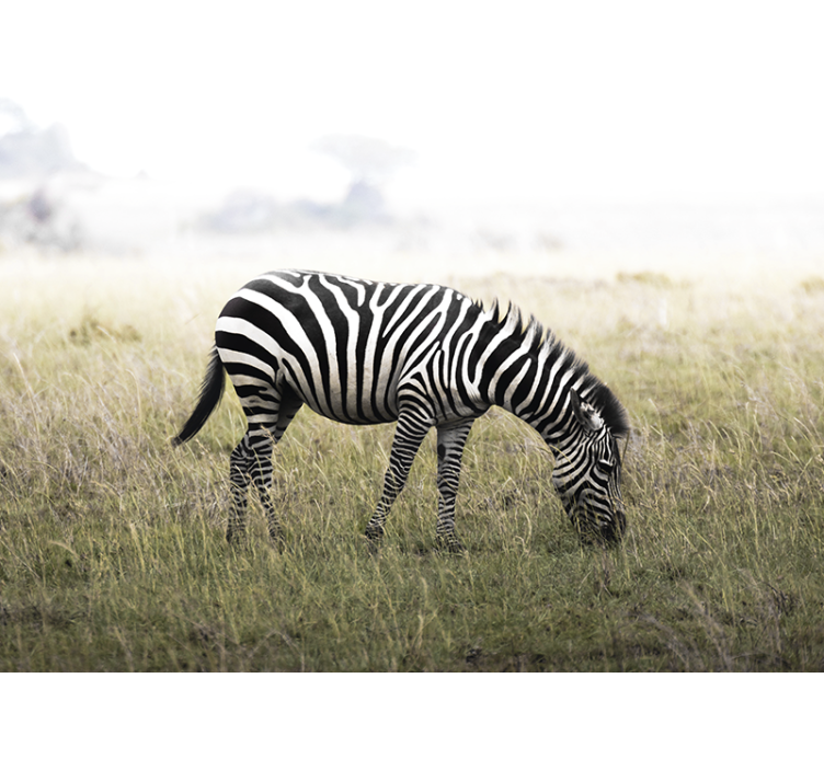 Fototapeta zwierzęta zebra pasąca się spokojnie - TenStickers