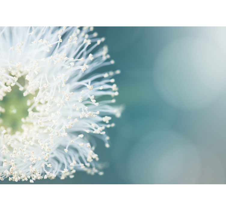 Fototapeta kwiatowa nasiona mniszka lekarskiego - TenStickers