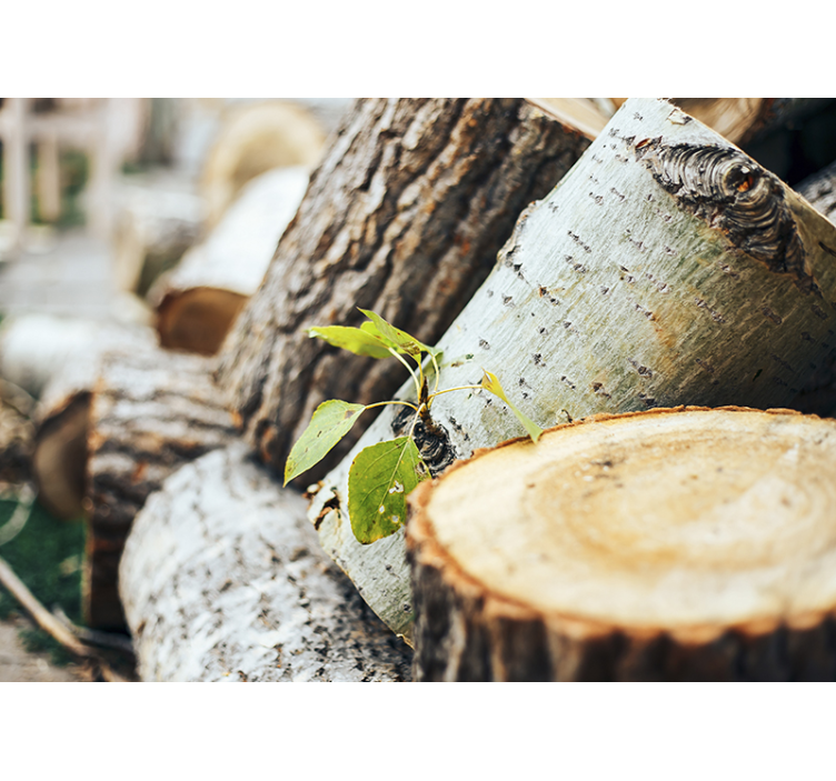 Fototapeta las ułożenie kłód drewna - TenStickers