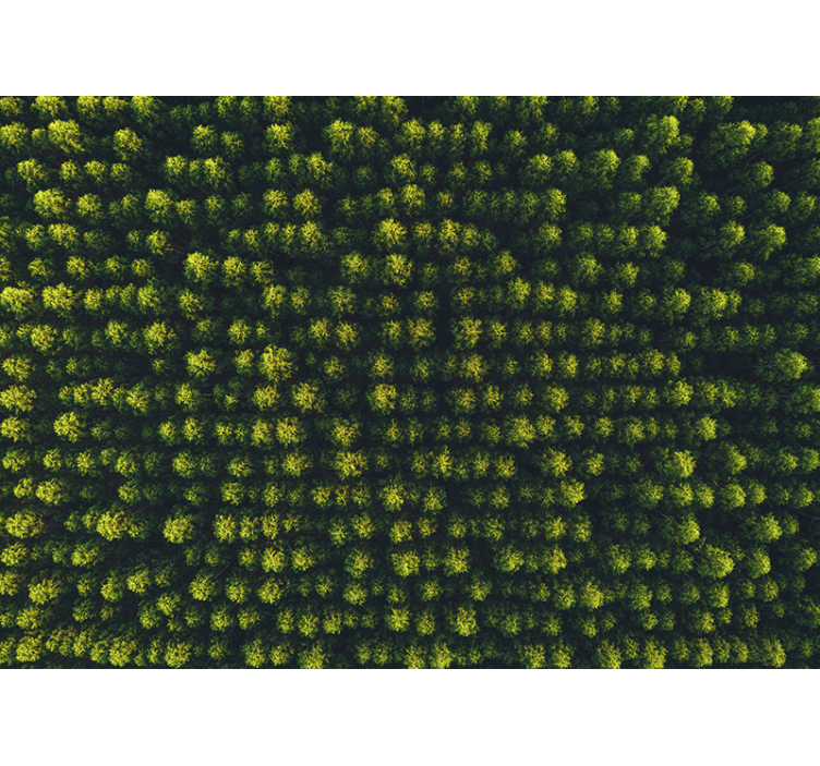 Fototapeta natura w bujnym otoczeniu liści - TenStickers