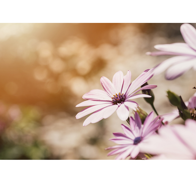 Fototapeta w kwiaty różowy kwiatowy rozkwit - TenStickers