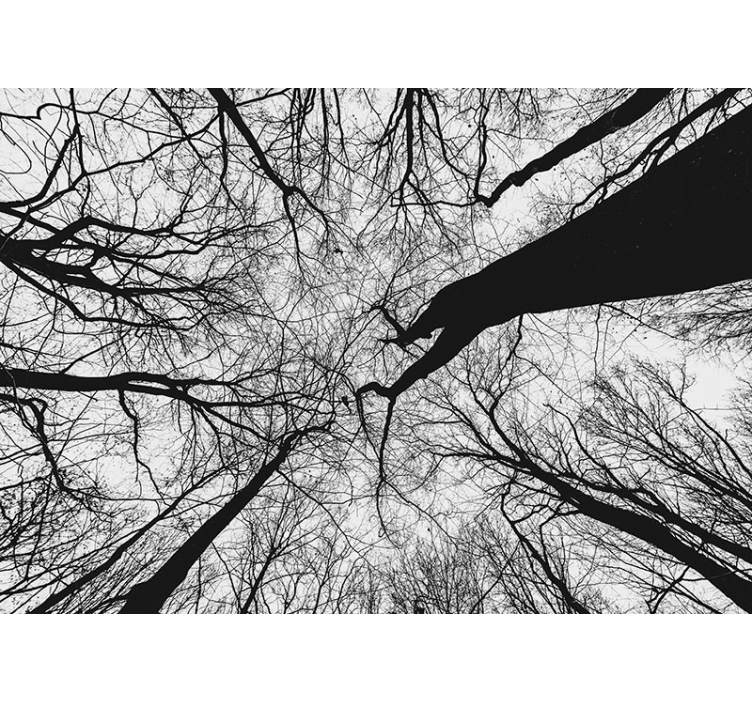 Fototapeta w drzewa silhouetty splątanych gałęzi - TenStickers