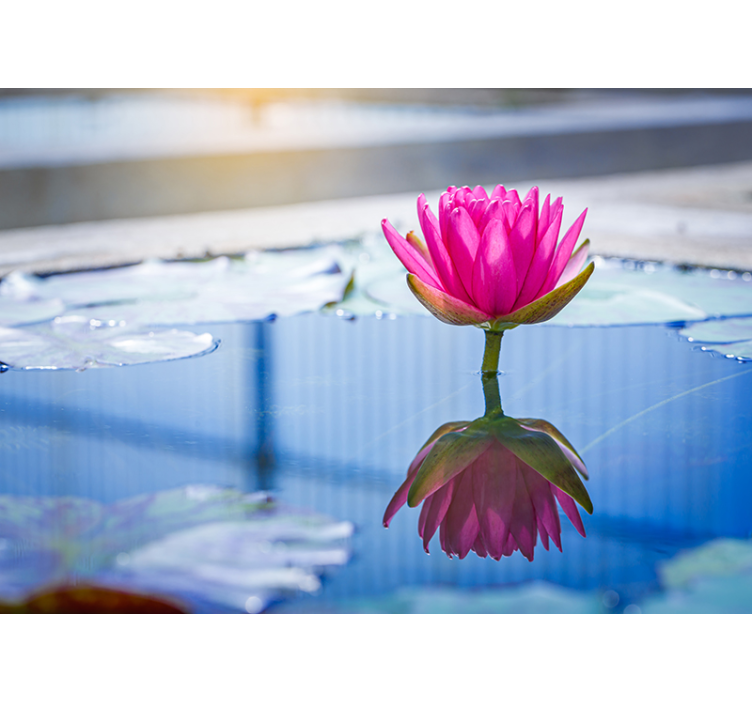 Fototapeta atmosfera zen kwiat lotosu spokoju - TenStickers