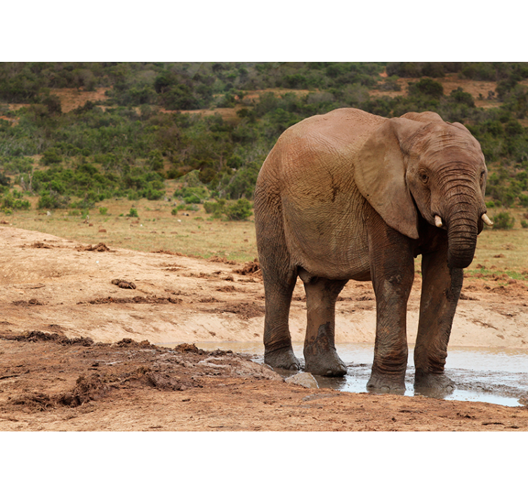 Fototapeta zwierzęta spotkanie ze słoniem - TenStickers