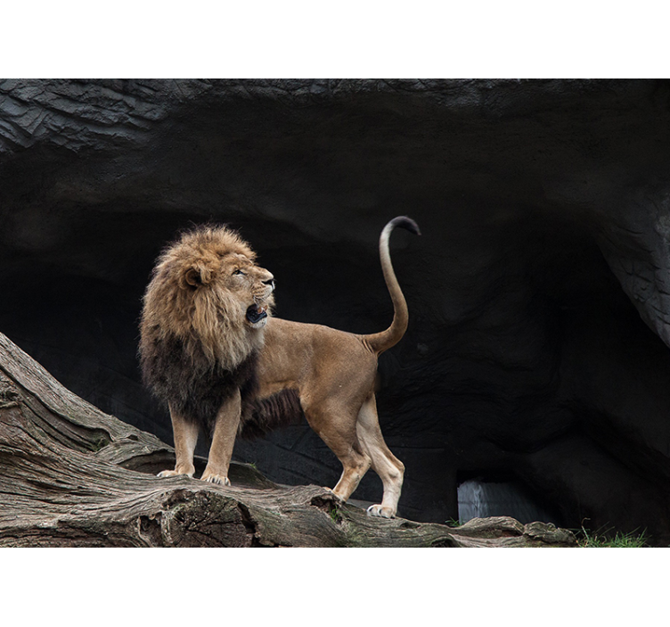 Tapeta lwy majestatyczny portret lwa - TenStickers