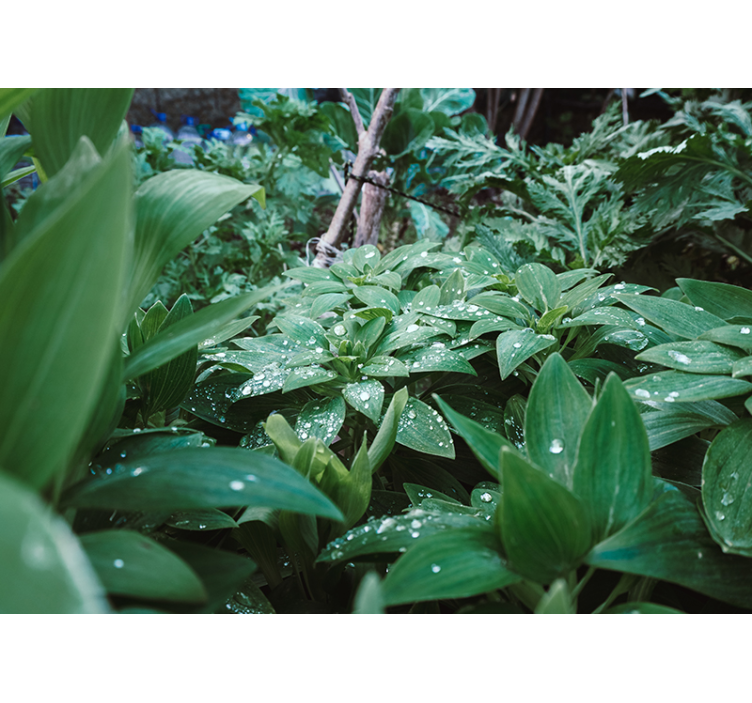 Fototapeta natura bujna zielona tekstura - TenStickers