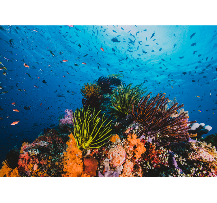 Fototapeta morze podwodny raj koralowy - TenStickers