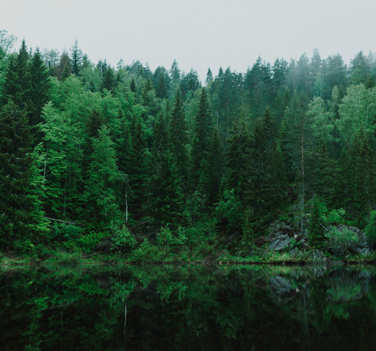 Fototapeta ścienna w głęboki las - TenStickers