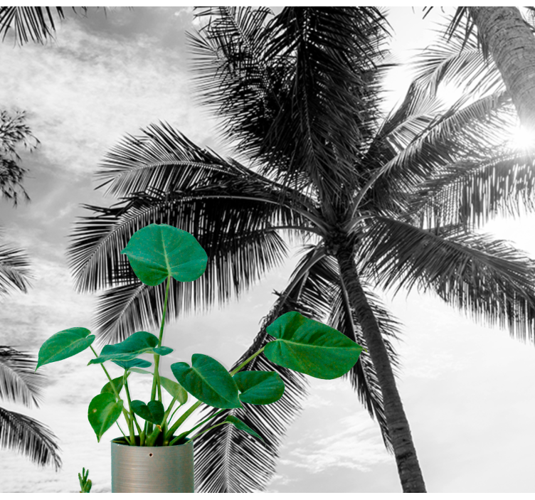 Fototapeta czarno-biała palma - TenStickers