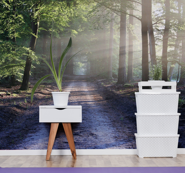 Fototapeta las oświetlony szlak leśny - TenStickers