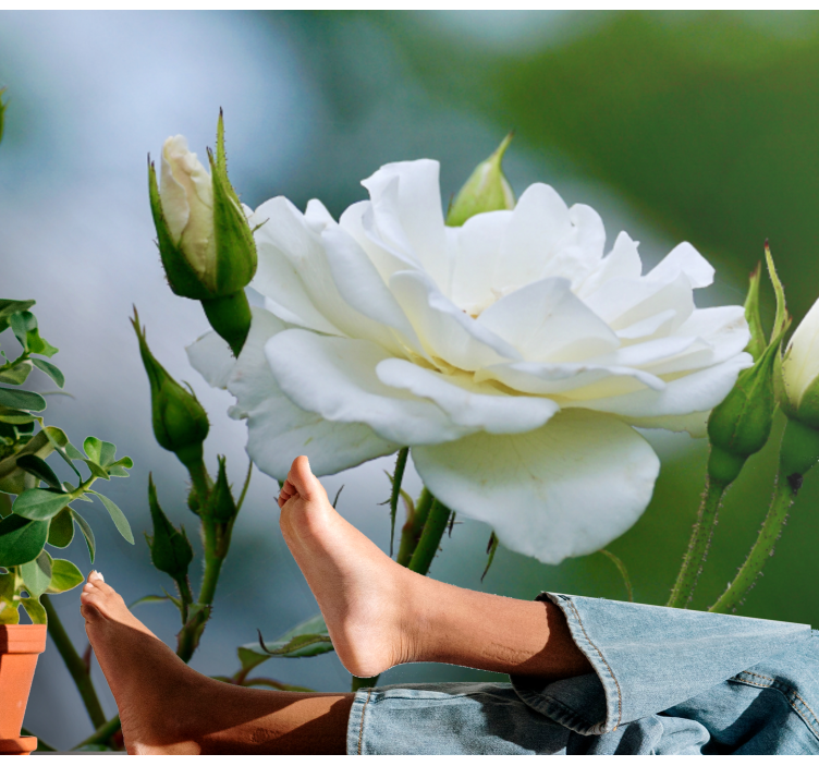 Fototapeta w kwiaty elegancka biała róża - TenStickers